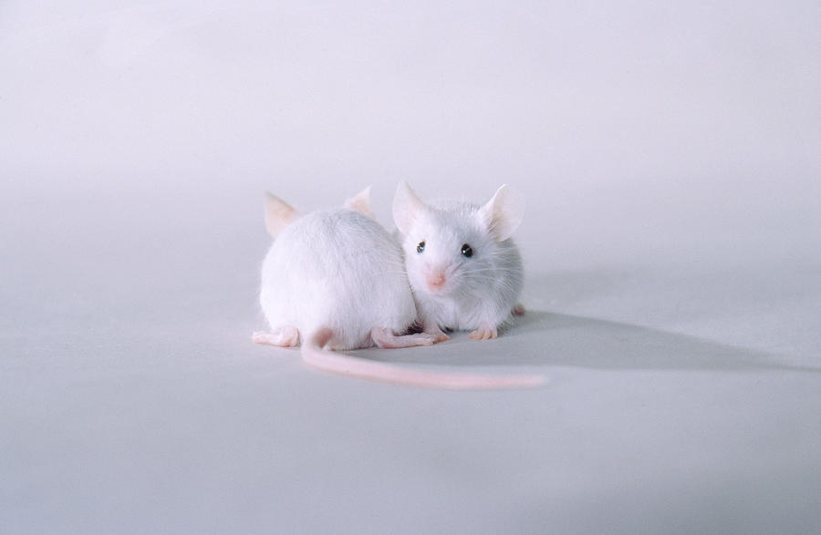 Two White Mice Photograph by Carolyn A. McKeone