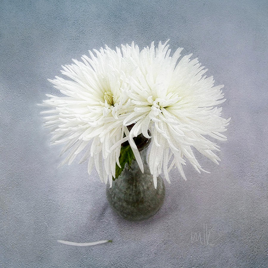 Two White Mums in Green Vase Still Life Photograph by Louise Kumpf