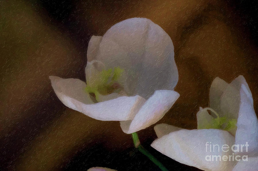 Two White Orchids Photograph by Linda Matlow