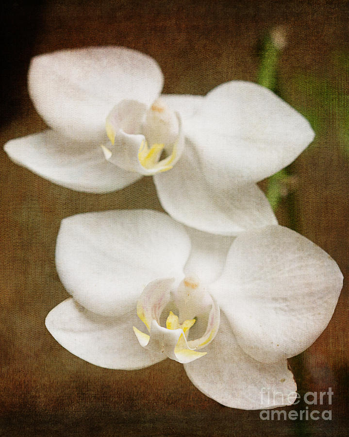 Two White Orchids Photograph