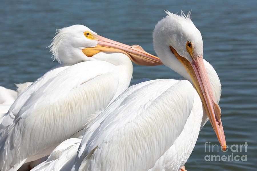 Two White Pelicans Photograph by Carol Groenen