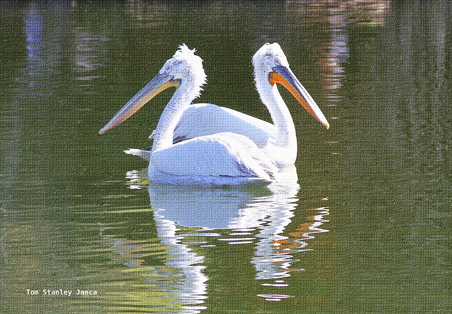Two White Pelicans In The Pond Photograph by Tom Janca