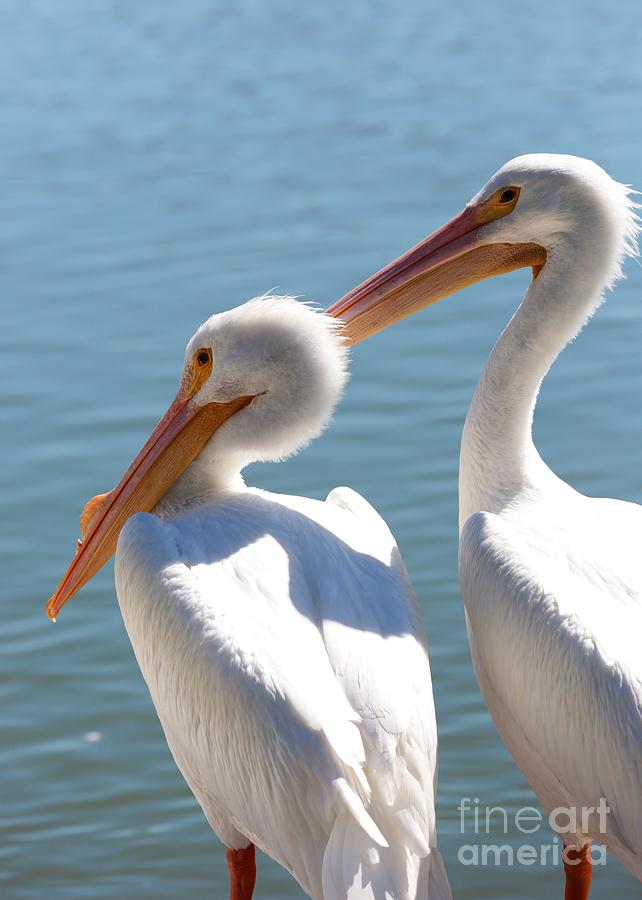 Two White Pelicans on the Pier Photograph by Carol Groenen
