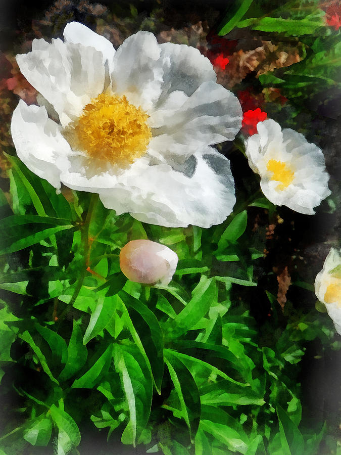 Poppy Photograph - Two White Poppies by Susan Savad