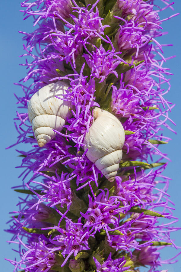 Two White Snails on Flowering Liatris Photograph by Steven Schwartzman