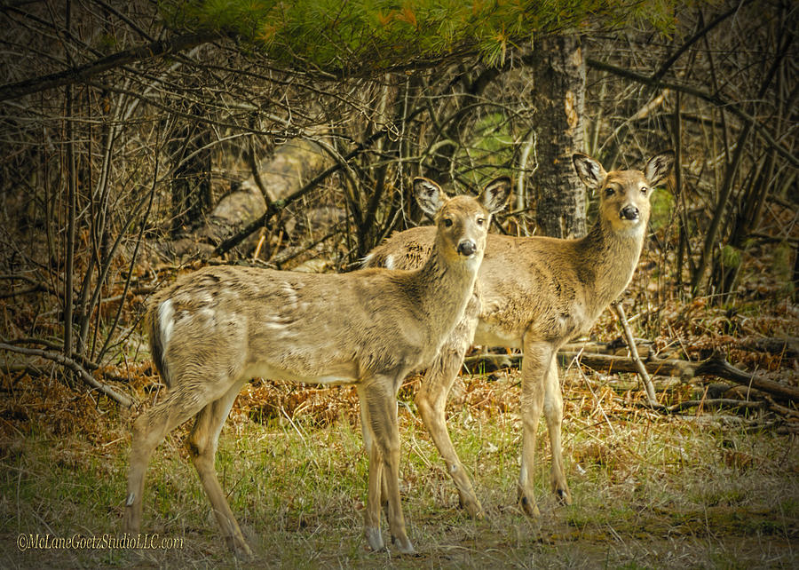 Deer Photograph - Two White Tailed Deer by LeeAnn McLaneGoetz McLaneGoetzStudioLLCcom