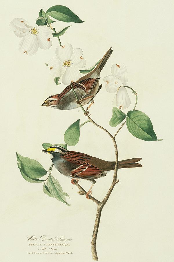 Two White-throated Sparrows Photograph by Natural History Museum, London/science Photo Library