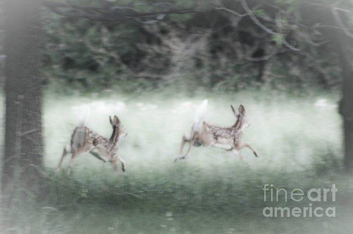 Two Whitetail Fawns running Photograph by Jim Lepard
