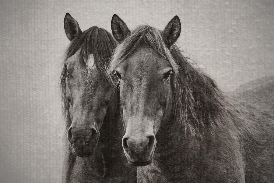 Black And White Photograph - Two Wild Horses by Bob Decker
