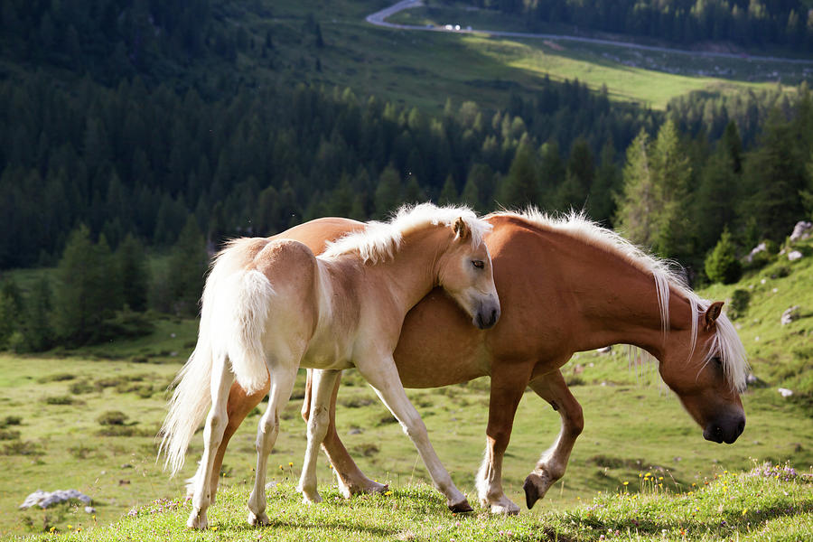 Two Wild Horses In A Mountain Valley In Photograph by Matteo Colombo