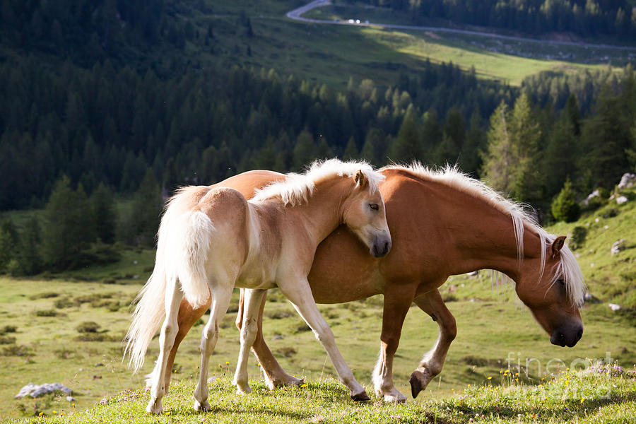 Two wild horses Photograph by Matteo Colombo