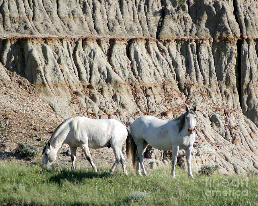 Two Wild White Stallions Photograph by Sabrina L Ryan