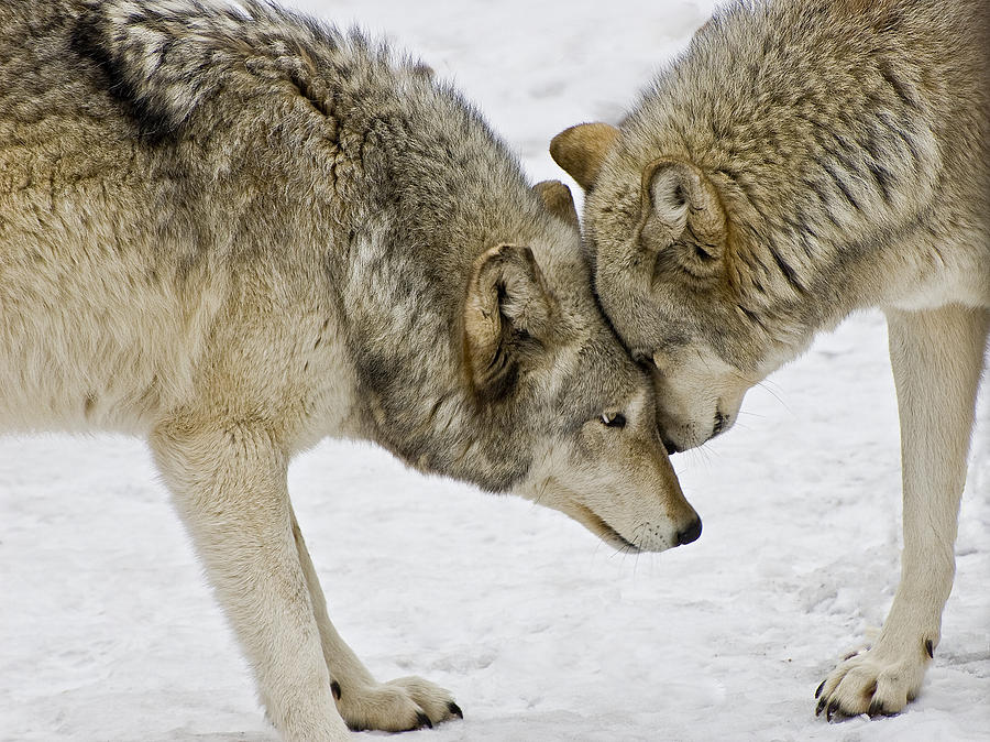 Two Wolves In  A Staredown Photograph by Gary Slawsky