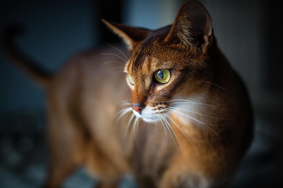 Two-year-old Ruddy Male Abyssinian Cat Photograph by Josef Timar