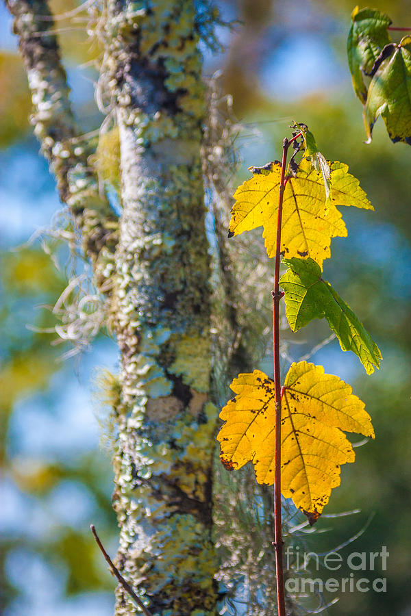 Two Yellow Leaves Photograph