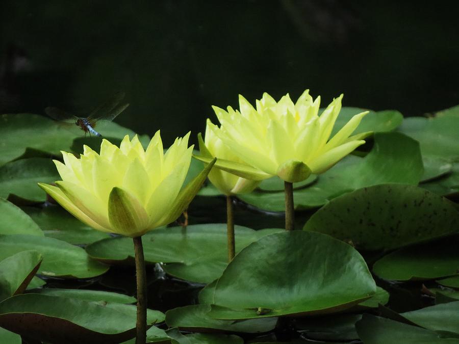 Two Yellow Lilies Photograph by Vijay Sharon Govender