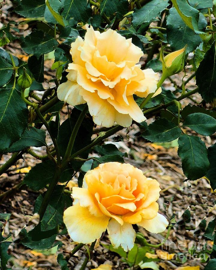 Two Yellow Roses Photograph by Janette Boyd