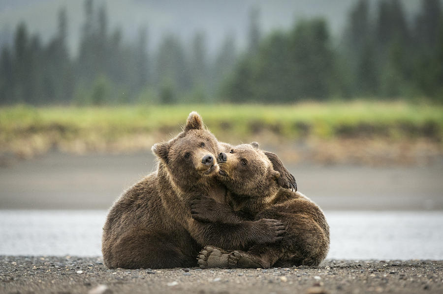 Two young Alaskan bear cubs playing Photograph by Jared Lloyd