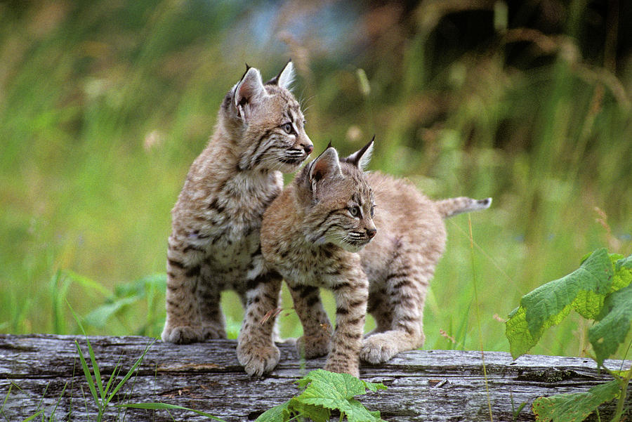 Animal Photograph - Two Young Bobcats On Log Lynx Rufus by Animal Images