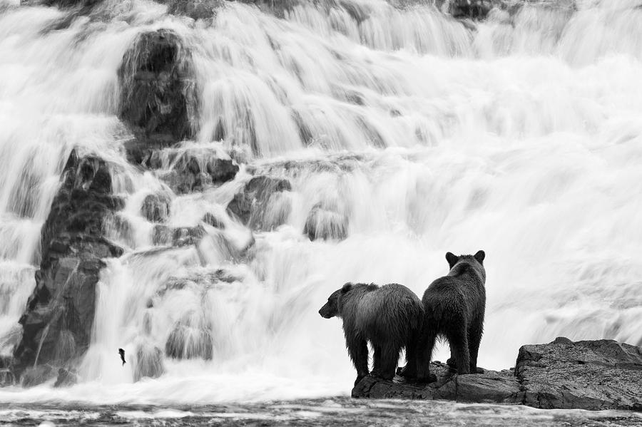 Salmon Photograph - Two Young Brown Bears Fishing For by John Hyde