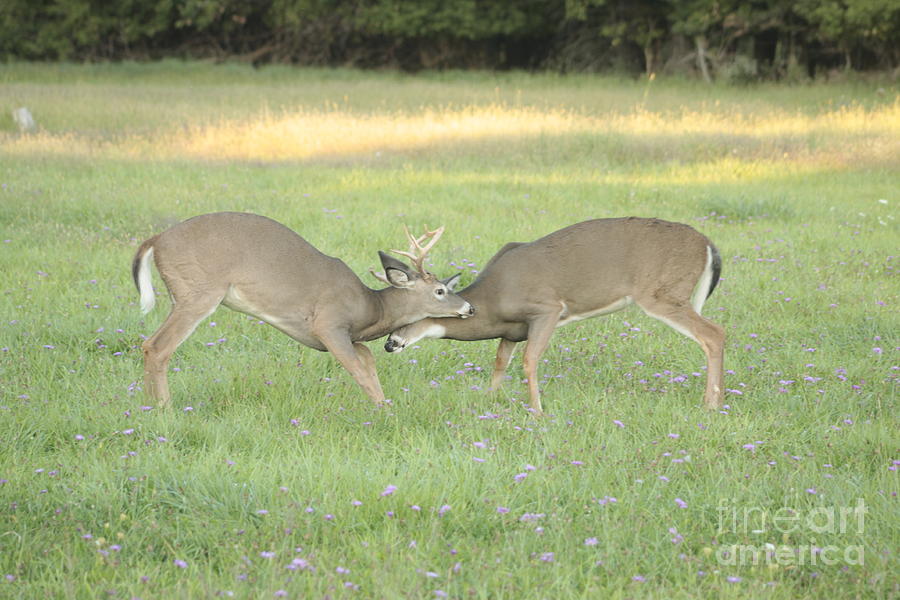 Two Young Bucks Rut Sparring Photograph by Jim Lepard