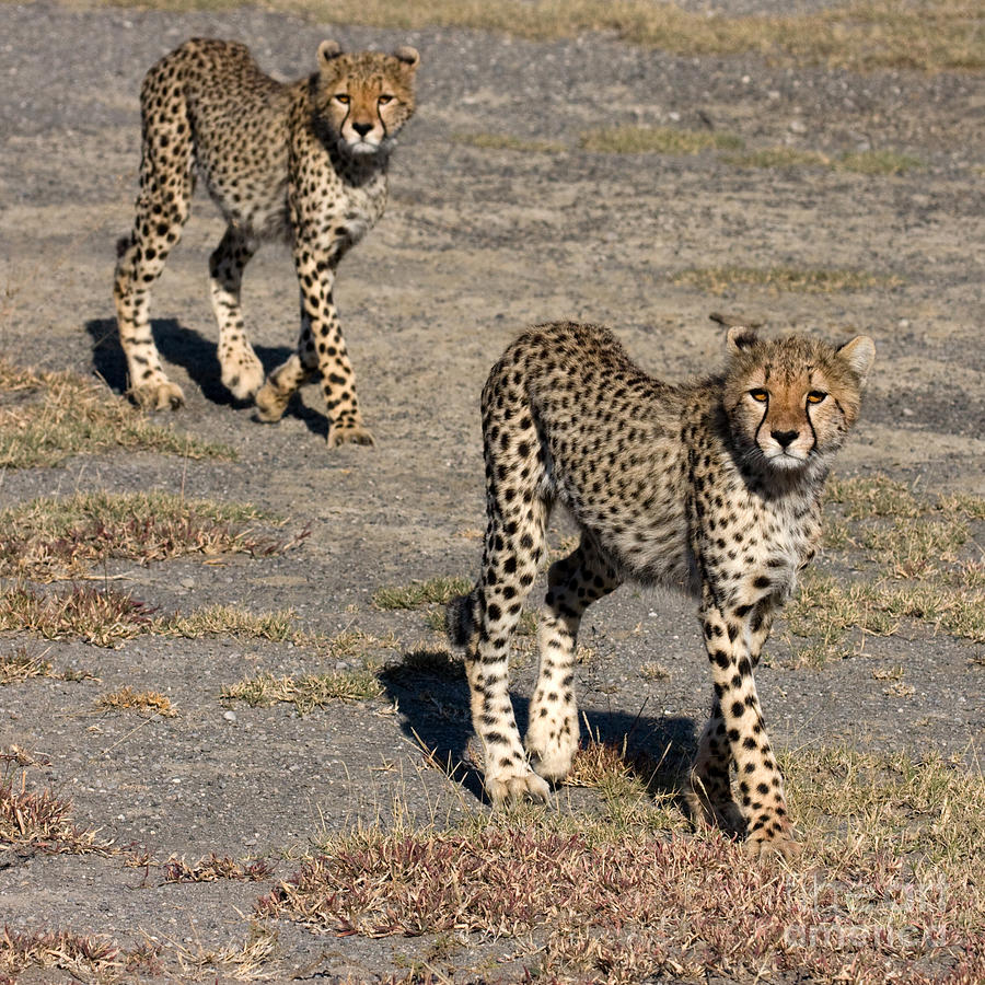 Two Young Cheetahs Photograph by Chris Scroggins