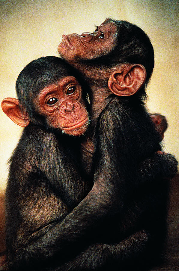 Two young Chimpanzees (Pan troglodytes) Photograph by Karl Ammann