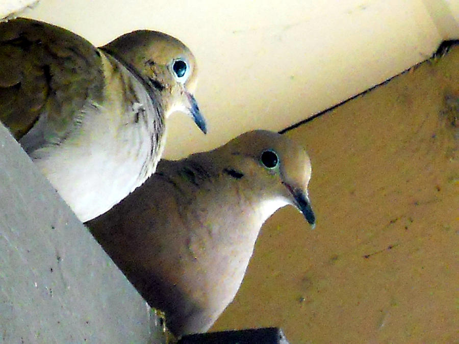 Two Young Doves Photograph by Eric Forster