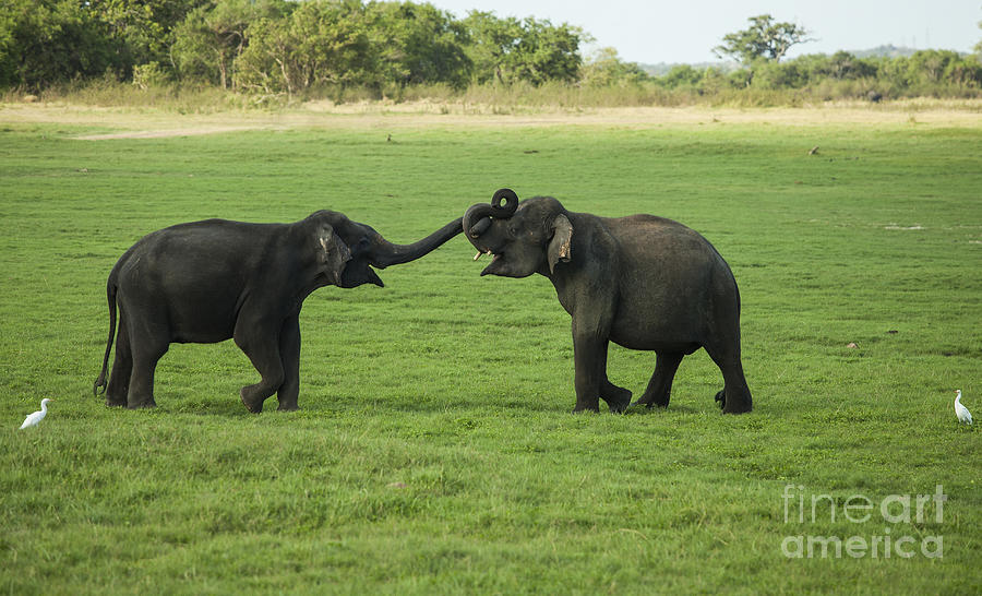 Two young male elephants play fighting Photograph by Patricia Hofmeester