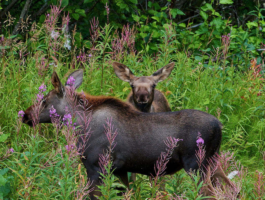 Moose Photograph - Two Young Moose Calves In Denali by Michelle Theall