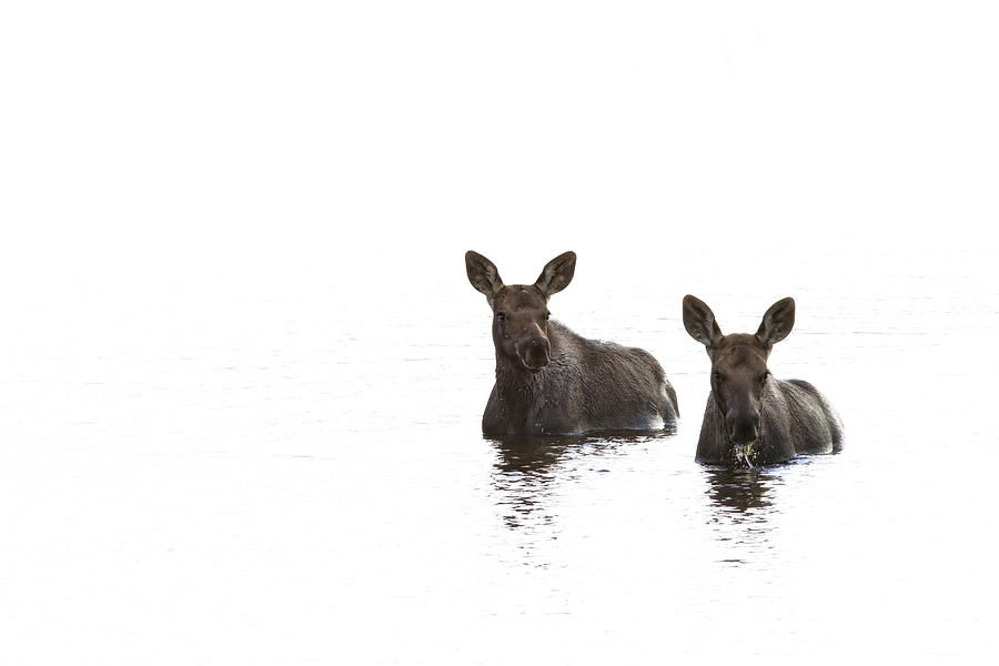 Space Photograph - Two Young Moose In A Pond Along The by Robert Postma