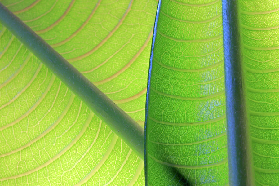 Two Young Plumeria Leaves Backlit Shows Photograph by Zen Rial