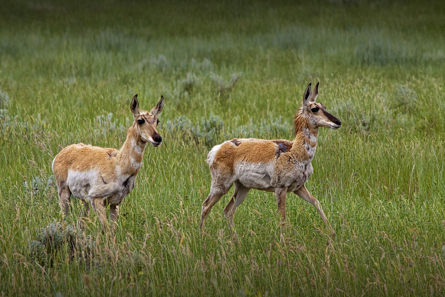 Two Young Pronghorn Antelopes No. 1129 Photograph by Randall Nyhof