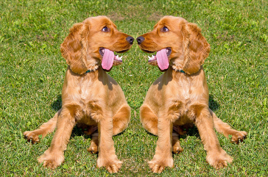 Two young red English Cocker Spaniel dogs Photograph by Brch Photography