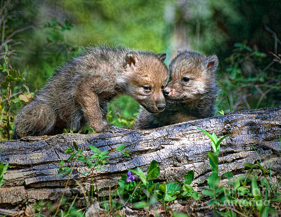 Two young wolf pups Photograph by Les Palenik