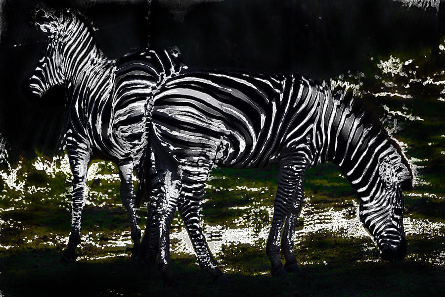 Zebra Photograph - Two Zebras by Miroslava Jurcik
