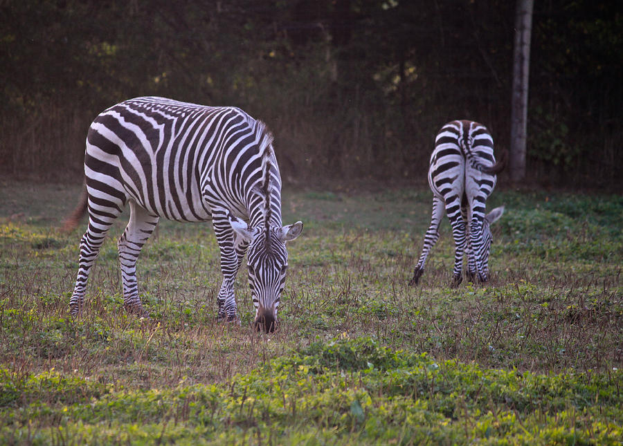 Two zebras Photograph by Eti Reid