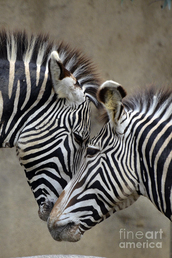 Two Zebras Photograph by Mark Newman
