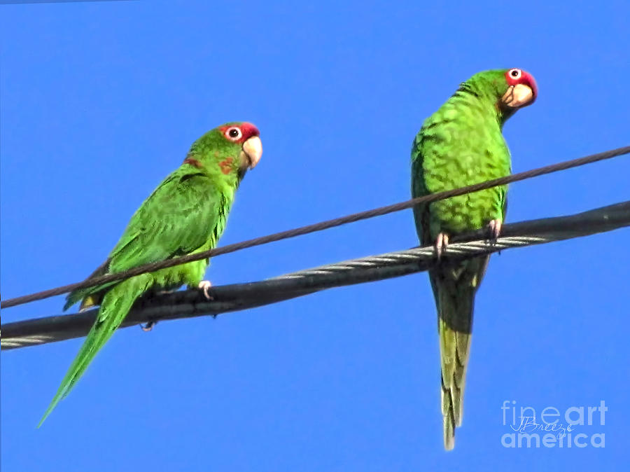 Twos Company.Runaway Parrots Photograph by Jennie Breeze