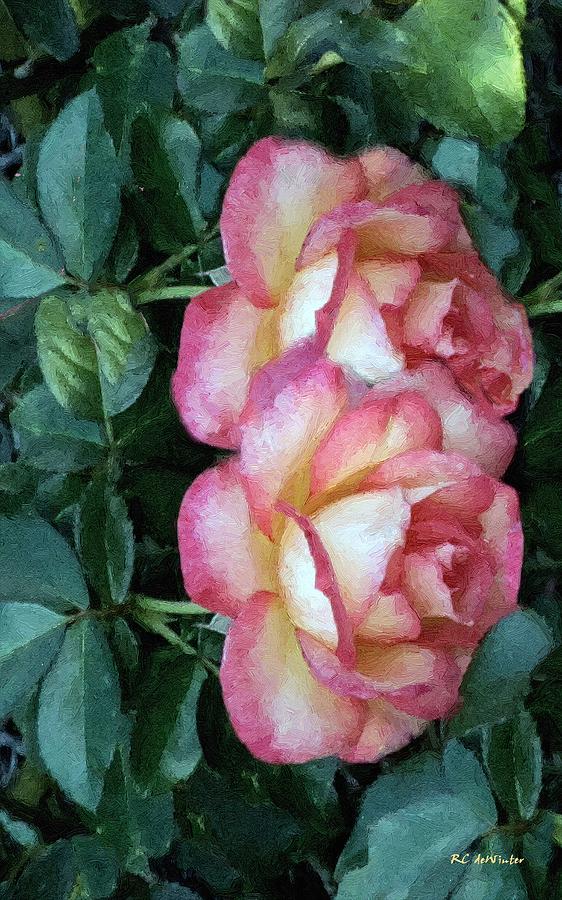 Rose Painting - Twin Beauties by RC DeWinter