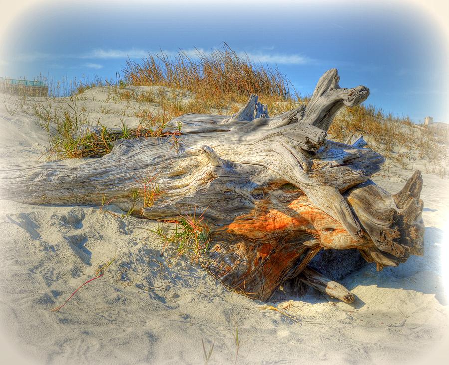 Tybee Driftwood Photograph