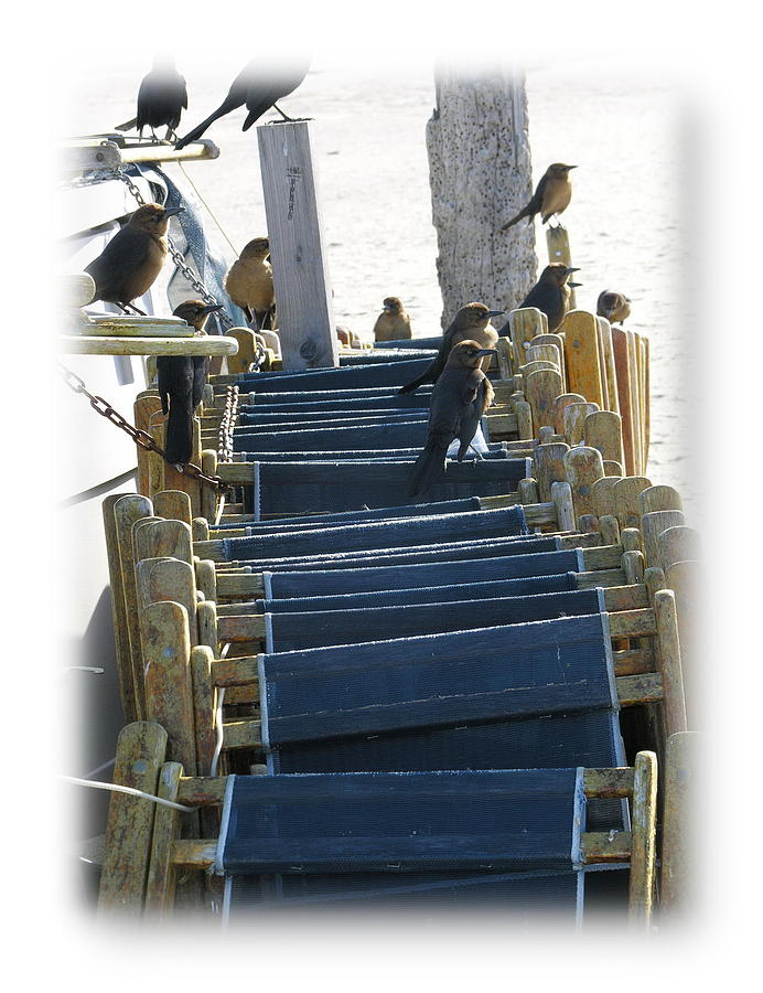 Tybee Island Beach Guardians Photograph by Jacqueline M Lewis