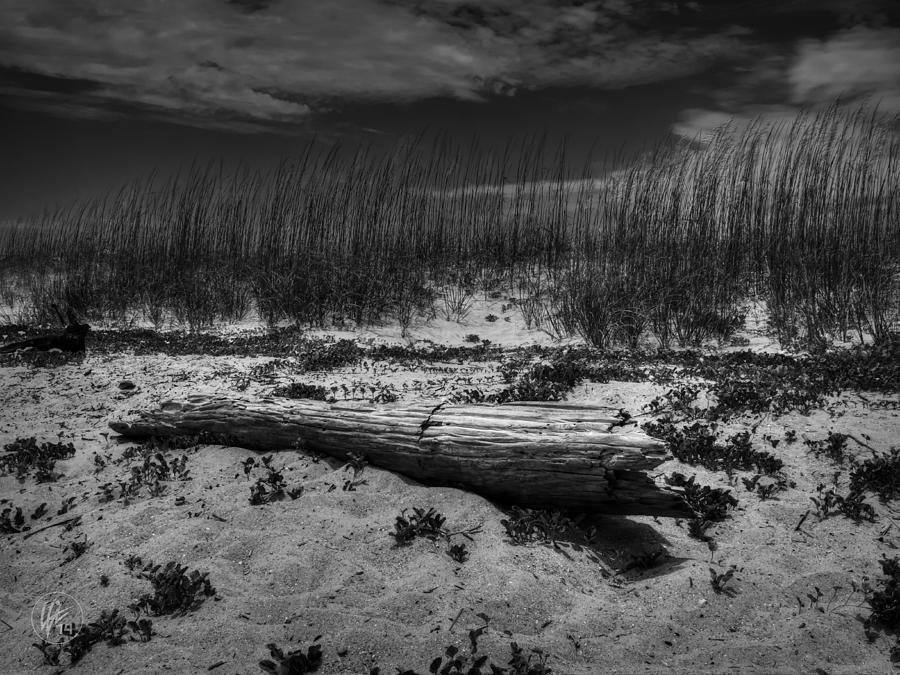 Tybee Island Driftwood 001 BW Photograph by Lance Vaughn