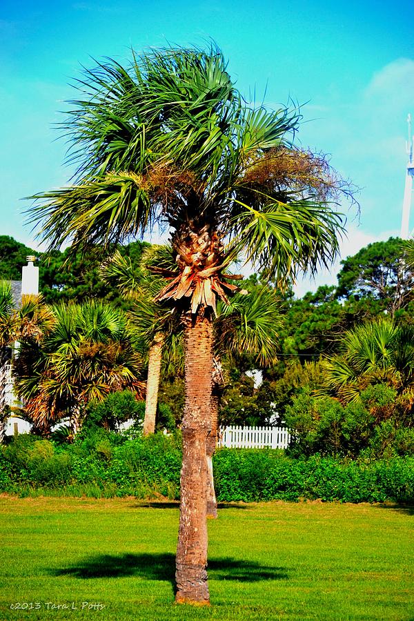 Tybee Palm Photograph by Tara Potts