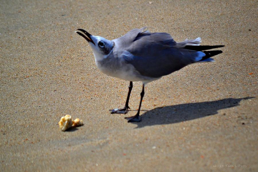 Tybee Seagull Photograph by Tara Potts