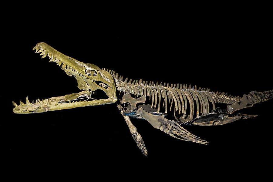 Tylosaur, Fossil Photograph by Millard H. Sharp - Fine Art America