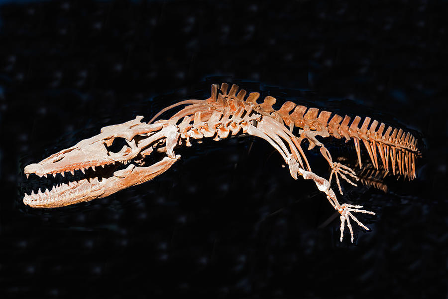 Tylosaur Photograph by Millard H. Sharp