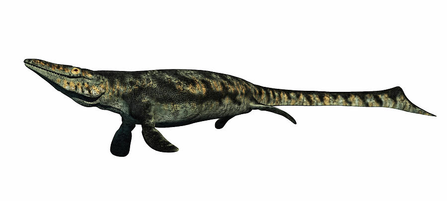 Tylosaurus Aquatic Reptile Photograph by Arthur Dorety