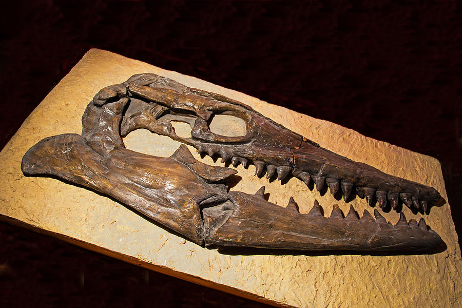 Tylosaurus Skull Fossil Photograph by Millard H. Sharp
