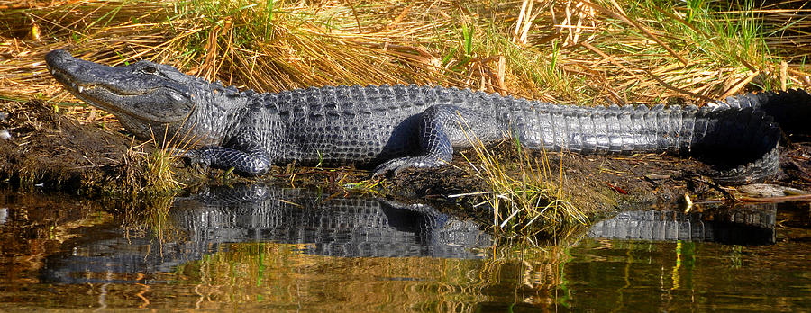 Gator in reflection Photograph by David Lee Thompson